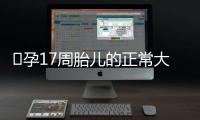 ​孕17周胎儿的正常大小