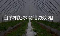 白茅根泡水喝的功效 相关禁忌要懂得