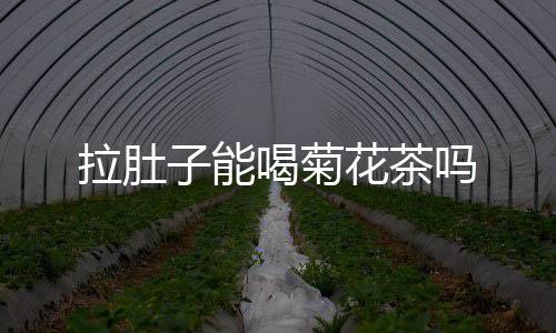 拉肚子能喝菊花茶吗