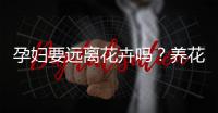 孕妇要远离花卉吗？养花应该注意什么？