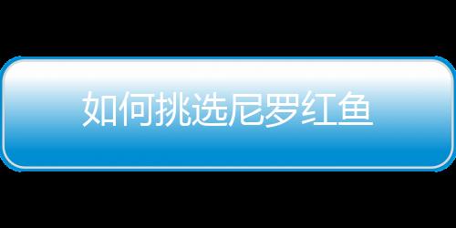 如何挑选尼罗红鱼