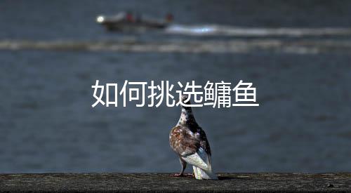 如何挑选鳙鱼